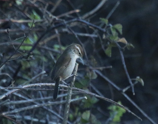 Bewick's Wren