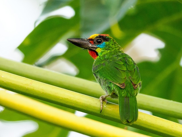 Red-throated Barbet