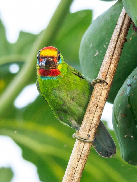 Red-throated Barbet