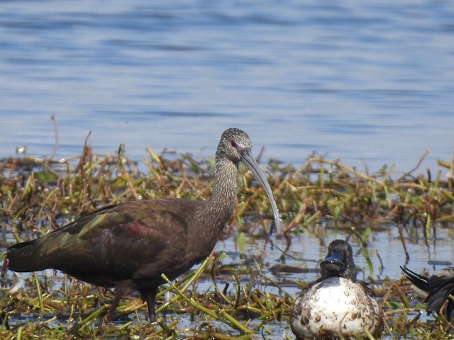 White-faced Ibis