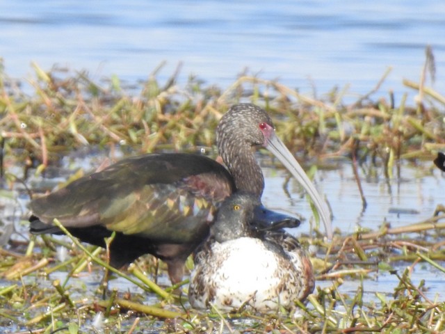 White-faced Ibis