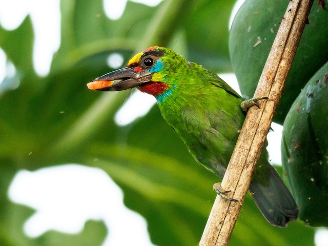 Red-throated Barbet