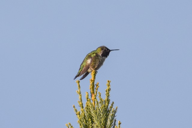 Anna's Hummingbird