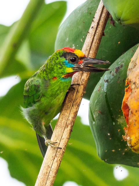 Red-throated Barbet