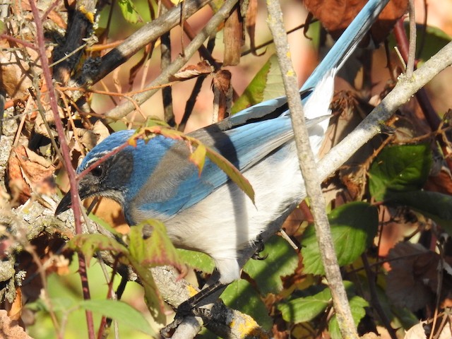 California Scrub-Jay