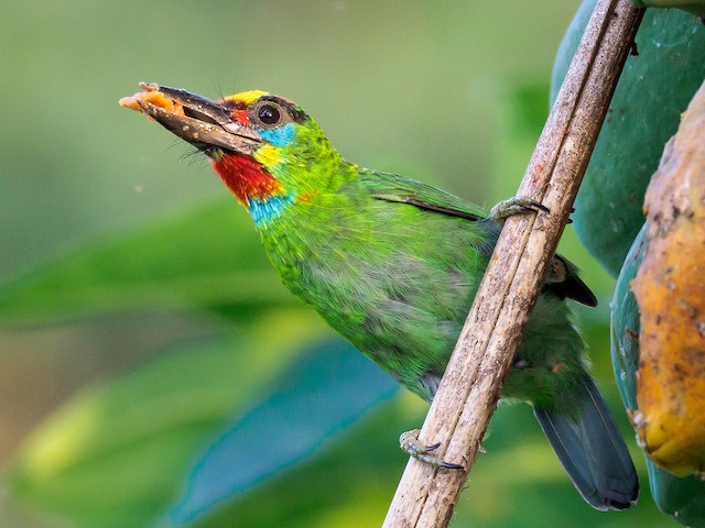 Red-throated Barbet