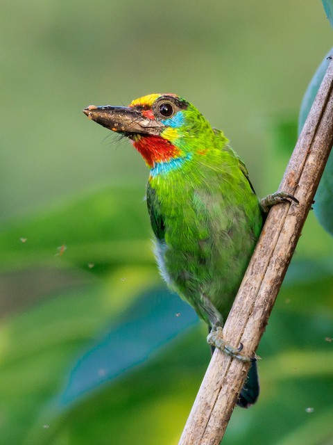 Red-throated Barbet
