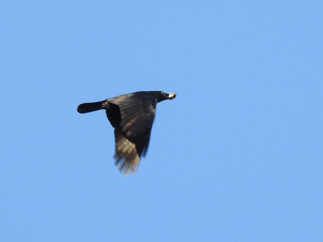 American Crow