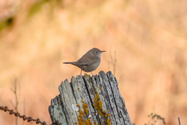 House Wren
