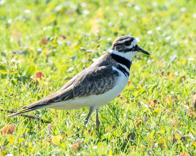 Killdeer