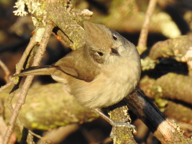 Oak Titmouse