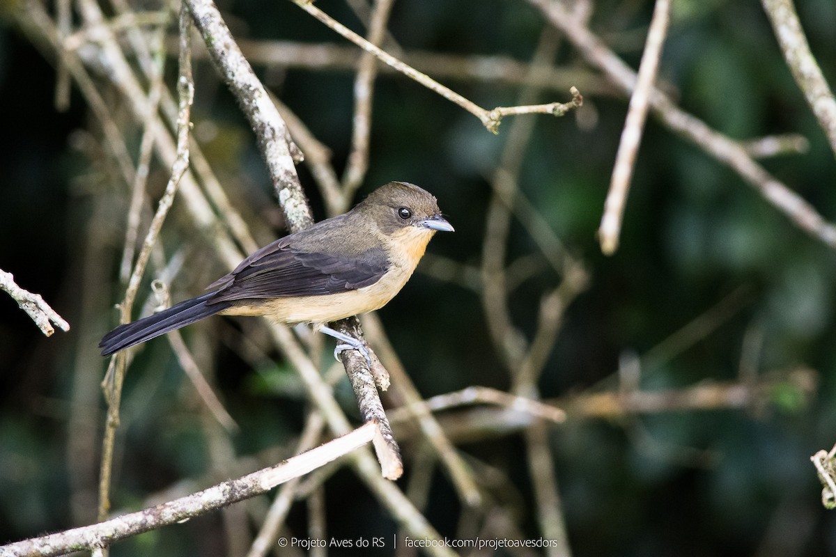 Black-goggled Tanager - Mateus  R. Giotto