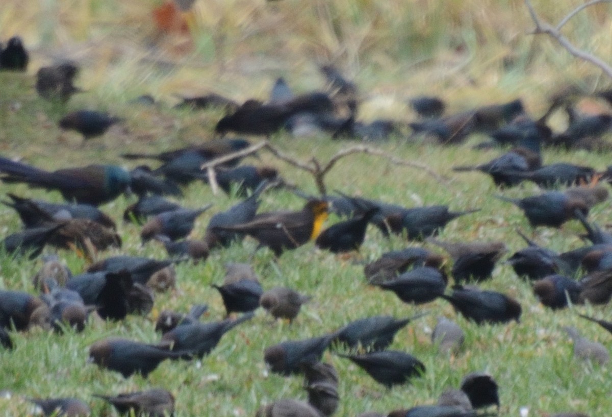 Yellow-headed Blackbird - Mark Nenadov