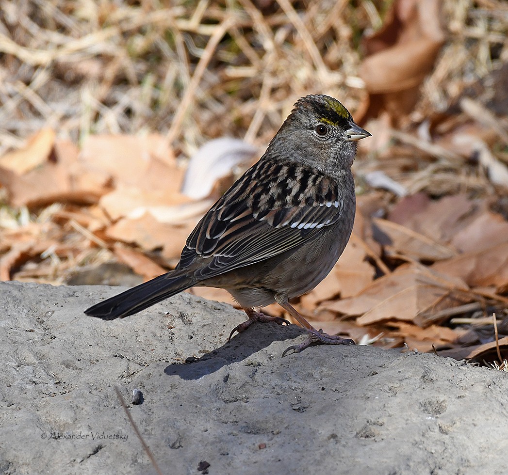 Golden-crowned Sparrow - ML289756711