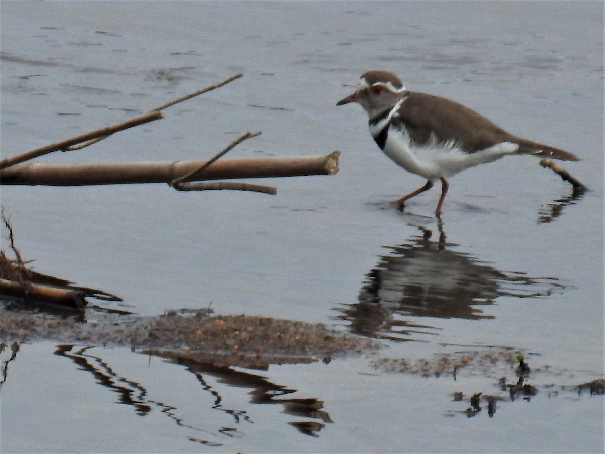 Three-banded Plover - ML289772201