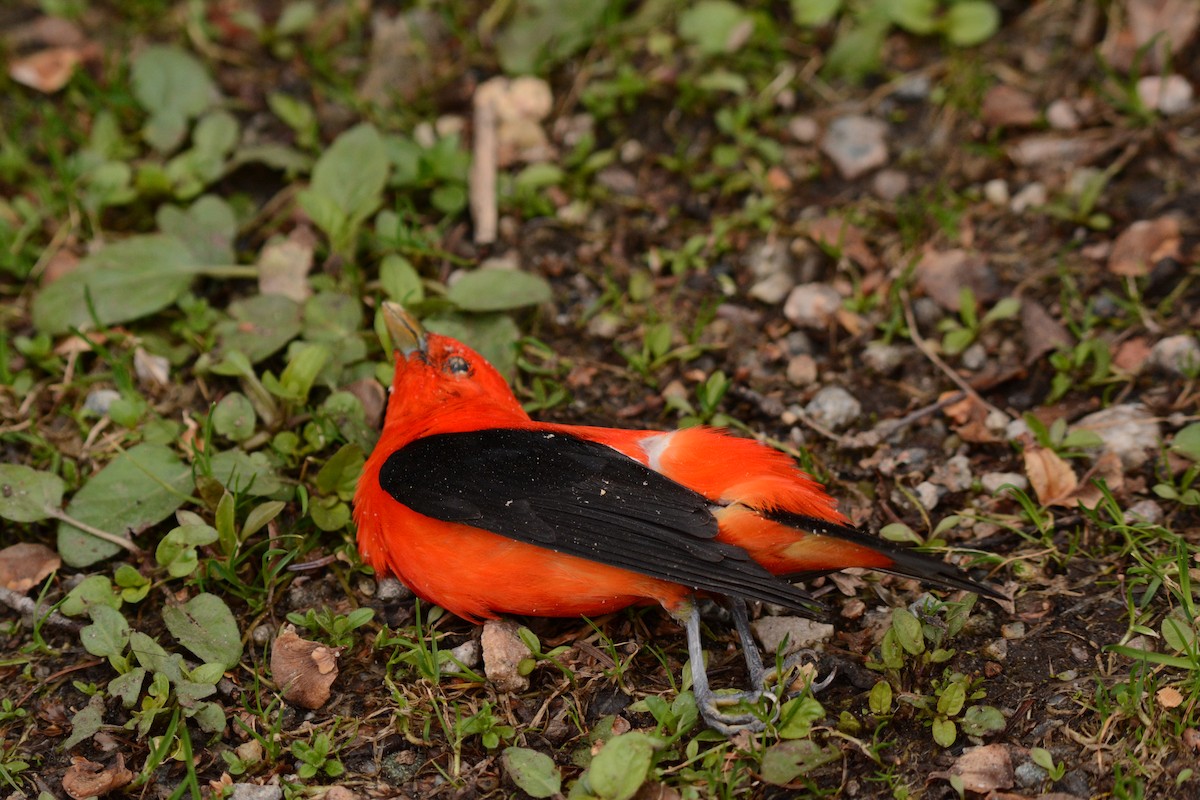 Scarlet Tanager - ML28977511