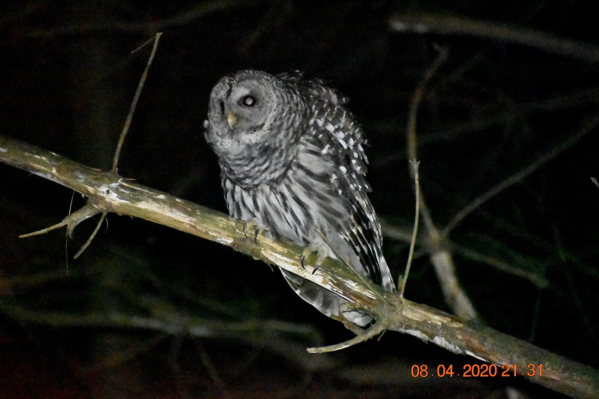 Barred Owl - ML289775771