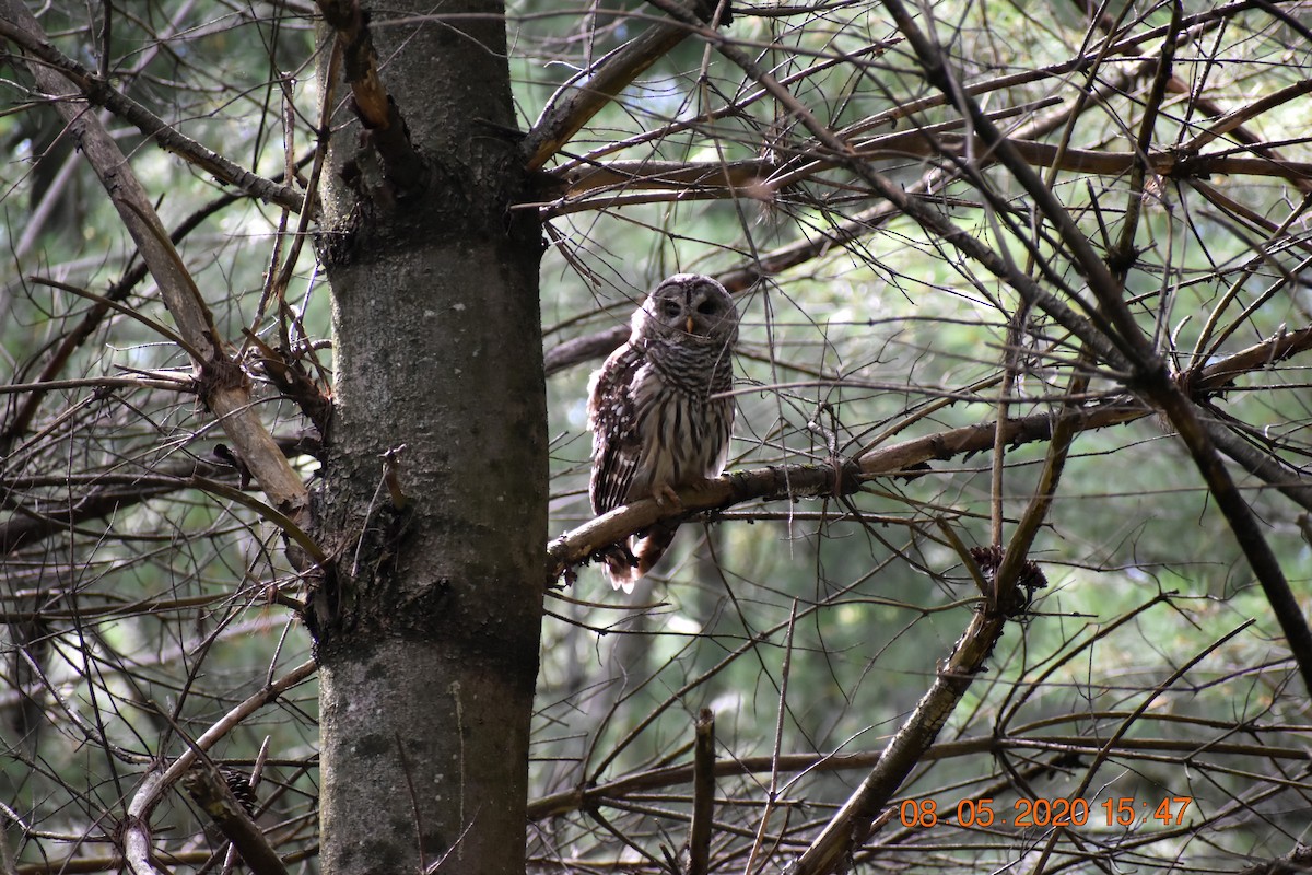 Barred Owl - ML289776761