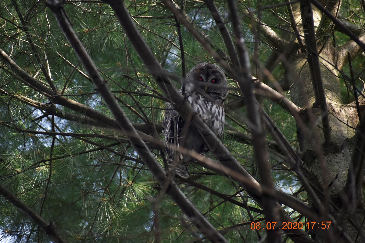 Barred Owl - ML289778651