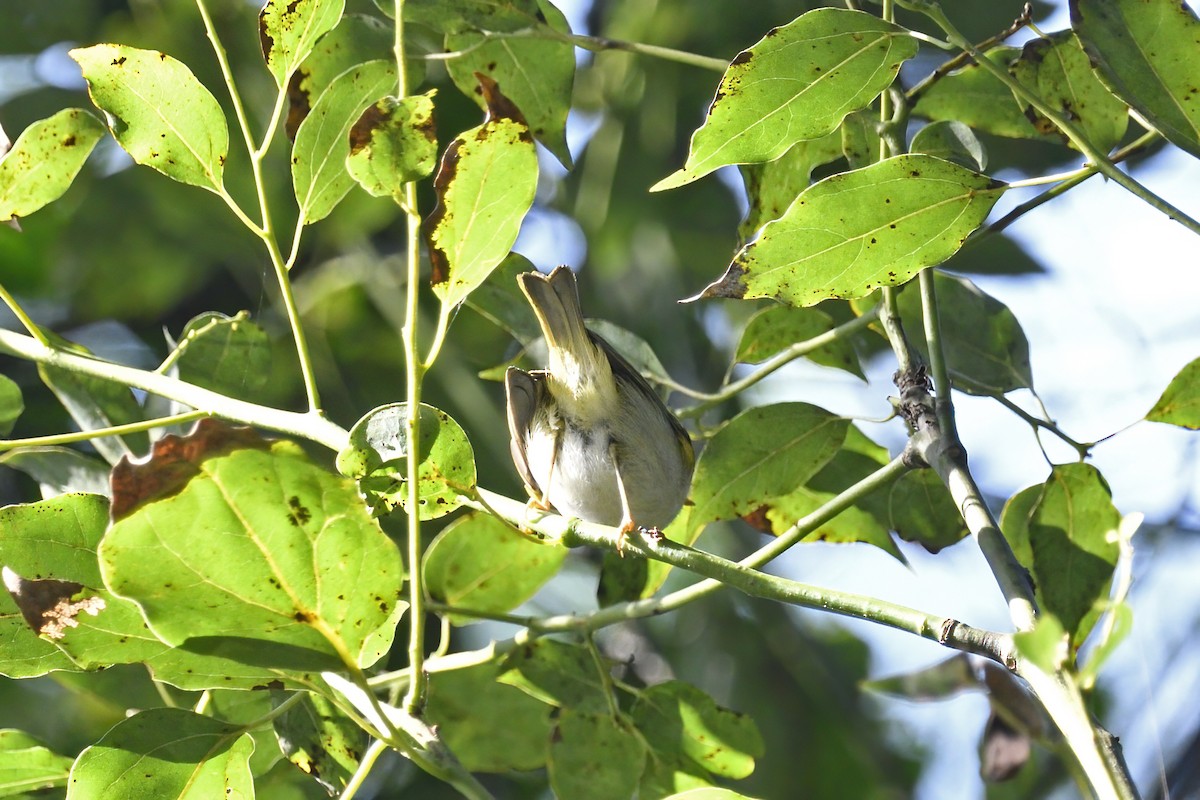 Kloss's Leaf Warbler - ML289783011