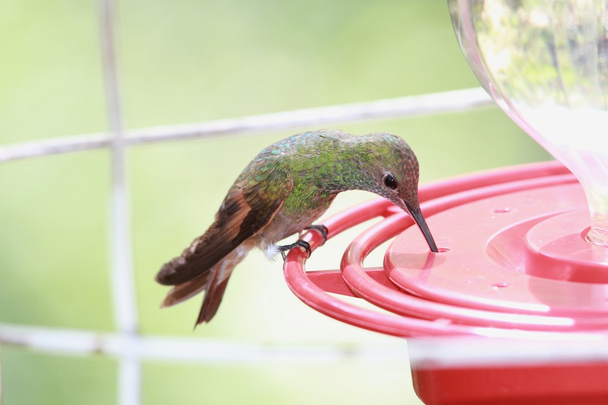 Berylline Hummingbird - ML289784081