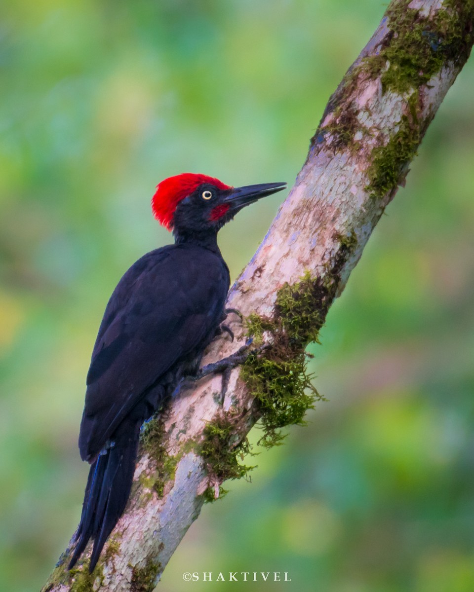 Andaman Woodpecker - Shakti - Tribesmen.in