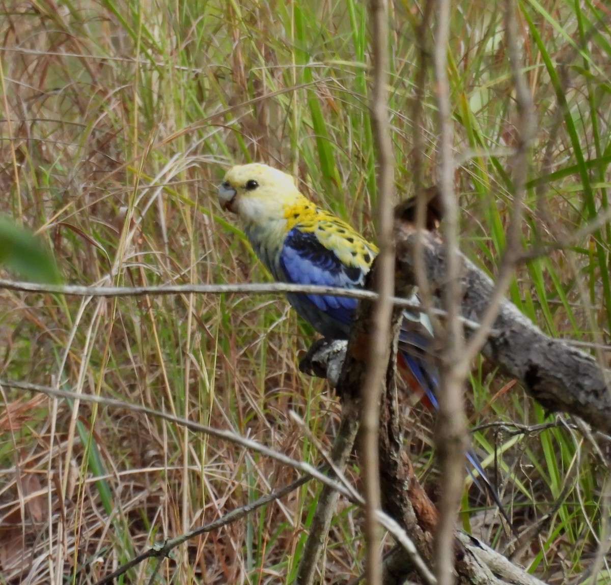 Pale-headed Rosella - Andy Gee