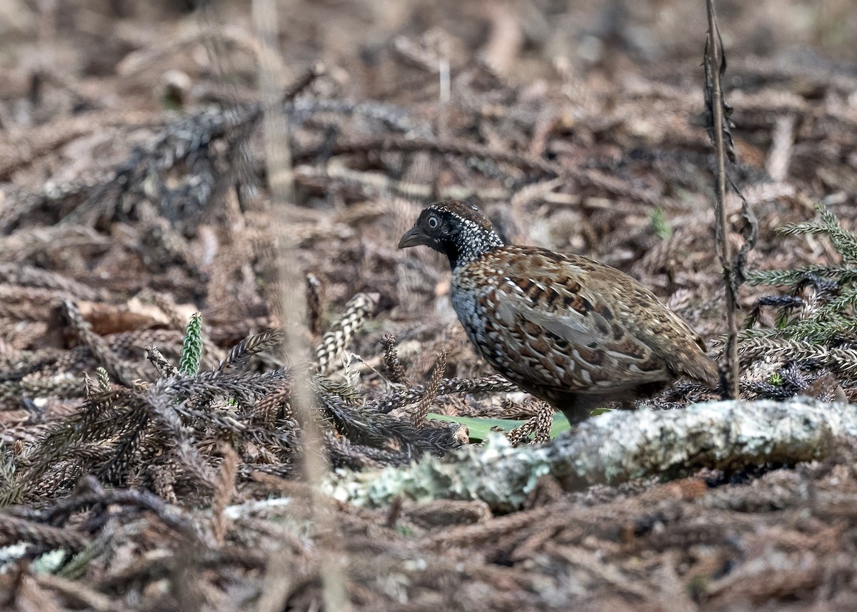 Black-breasted Buttonquail - Barry Deacon