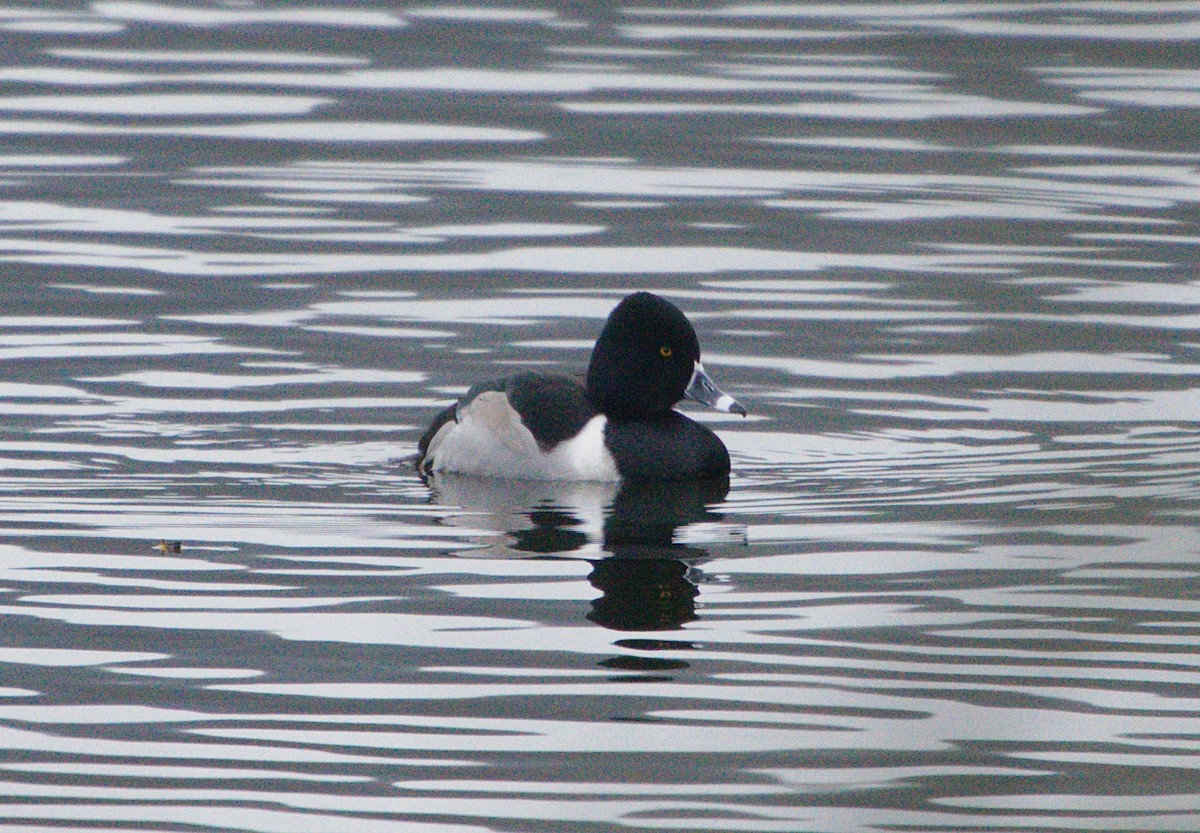 Ring-necked Duck - ML289796751