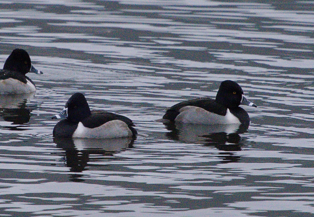 Ring-necked Duck - ML289796761