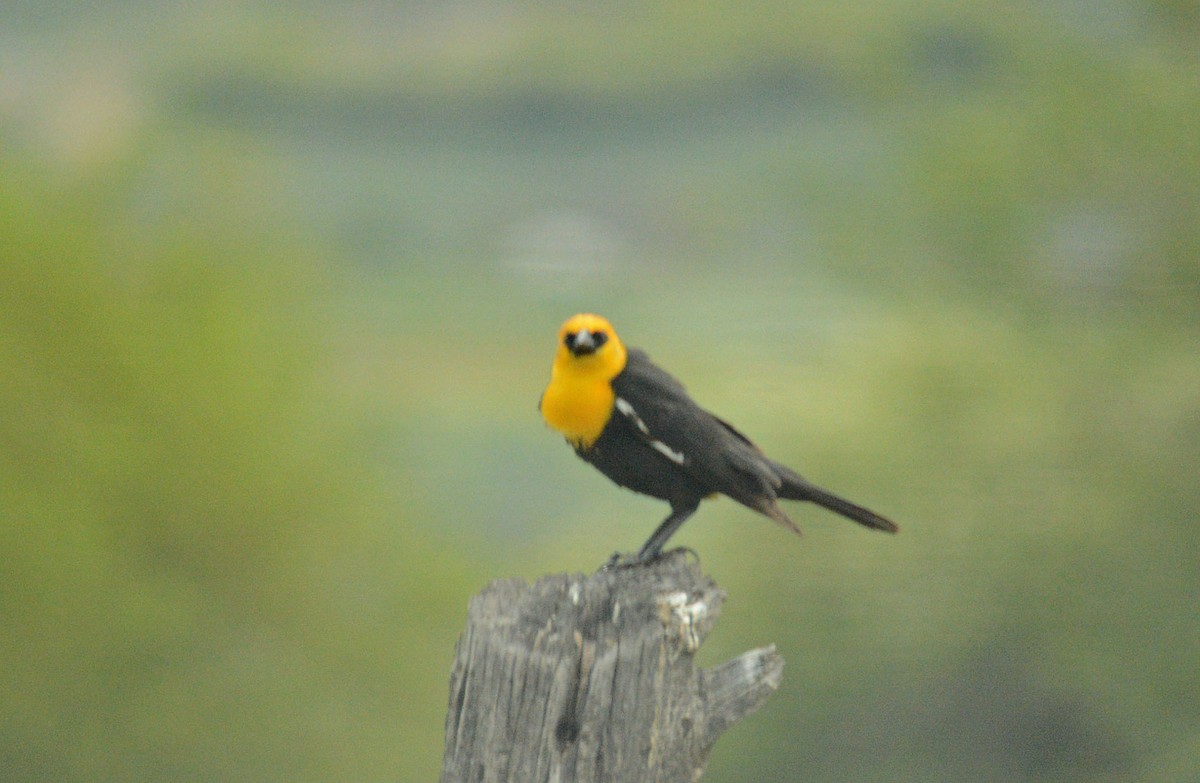 Yellow-headed Blackbird - Hal Robins