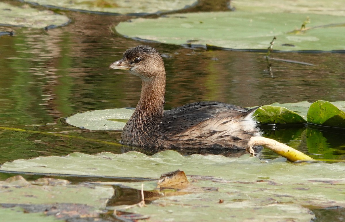 Pied-billed Grebe - Kathryn Young