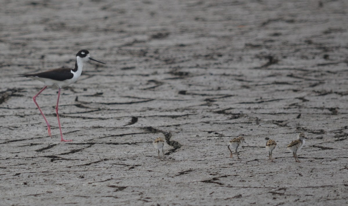 eBird Checklist - 17 May 2016 - Guana River WMA - 46 species (+3 other