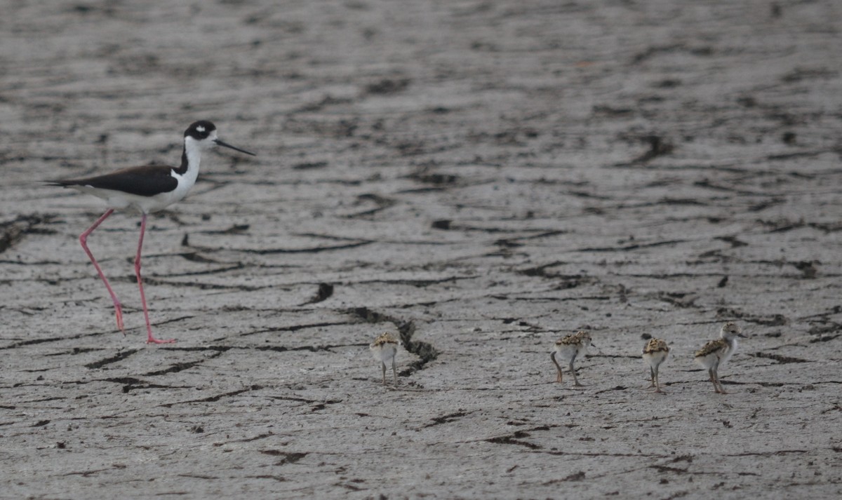 Black-necked Stilt - ML28980161