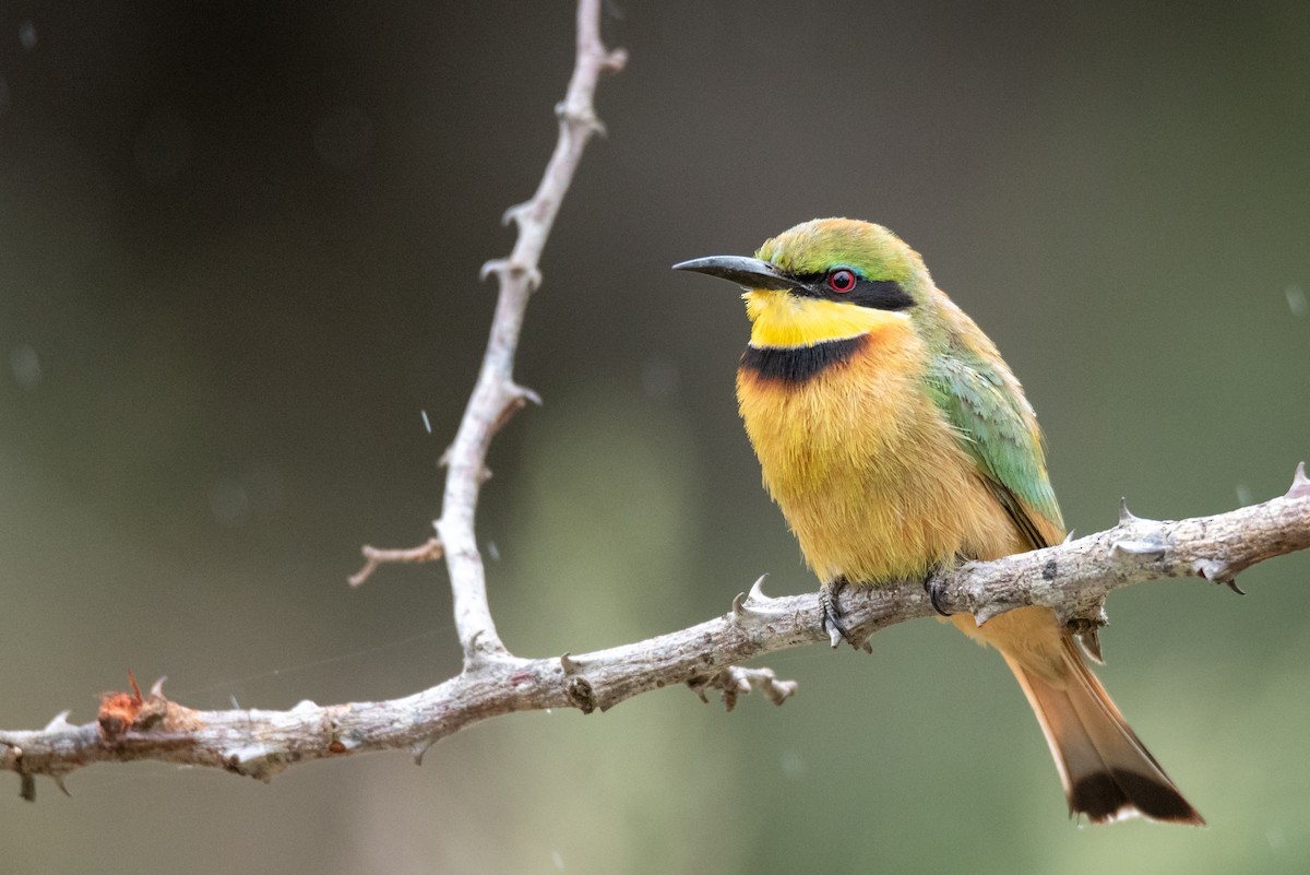 Little Bee-eater - Alistair Routledge