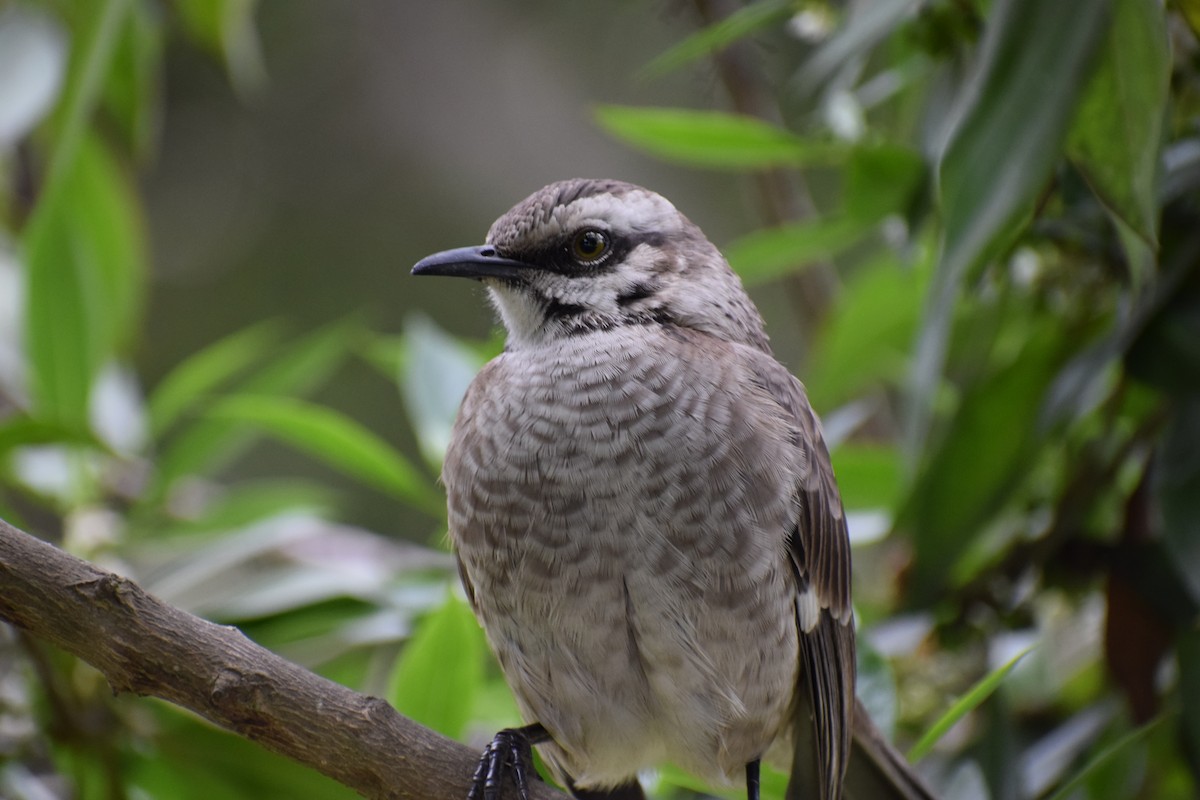Long-tailed Mockingbird - Regard Van Dyk
