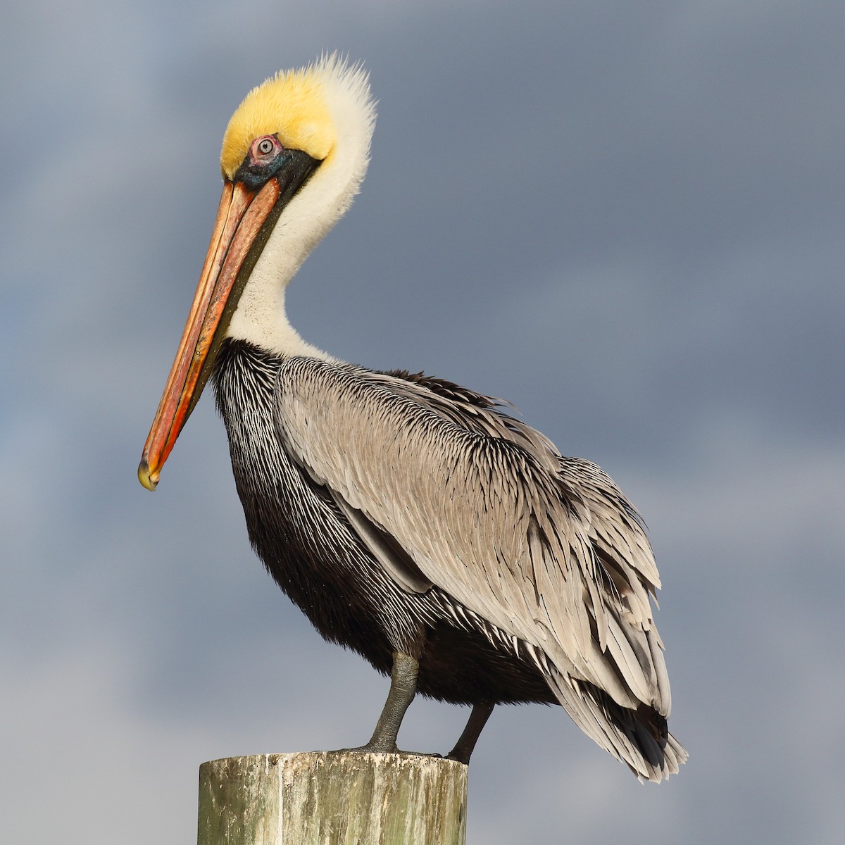 Пелікан бурий (підвид carolinensis) - eBird