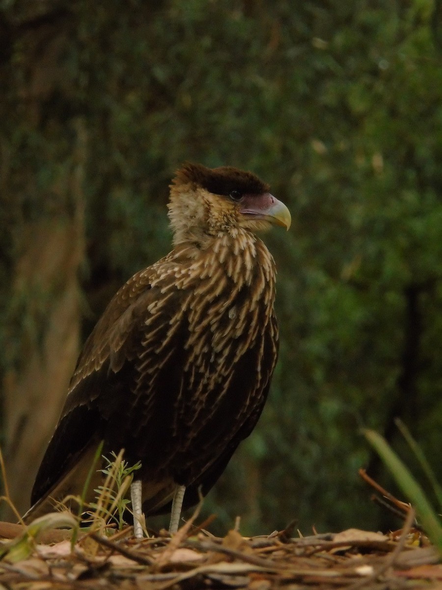 Crested Caracara (Southern) - ML289806261