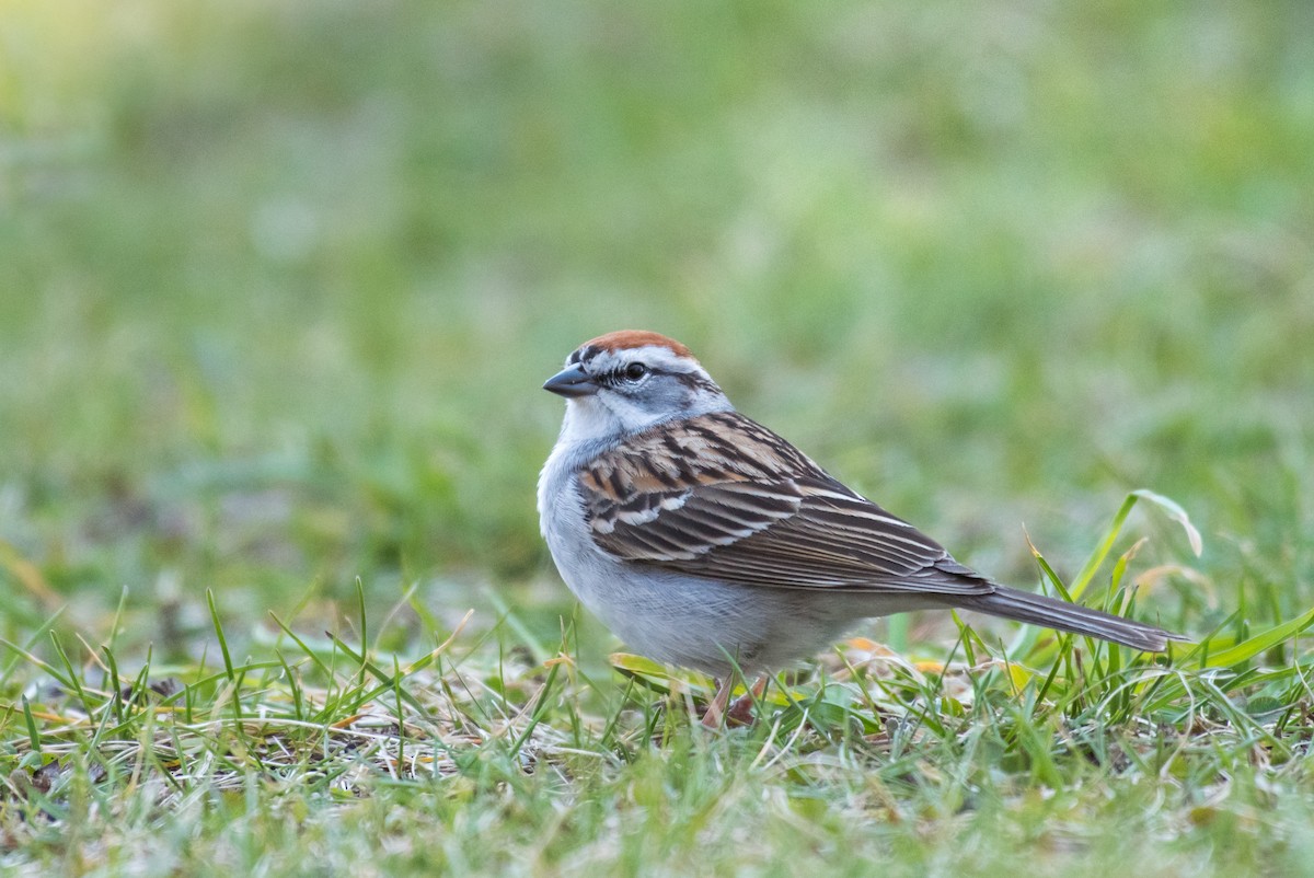 Chipping Sparrow - Adam Jackson