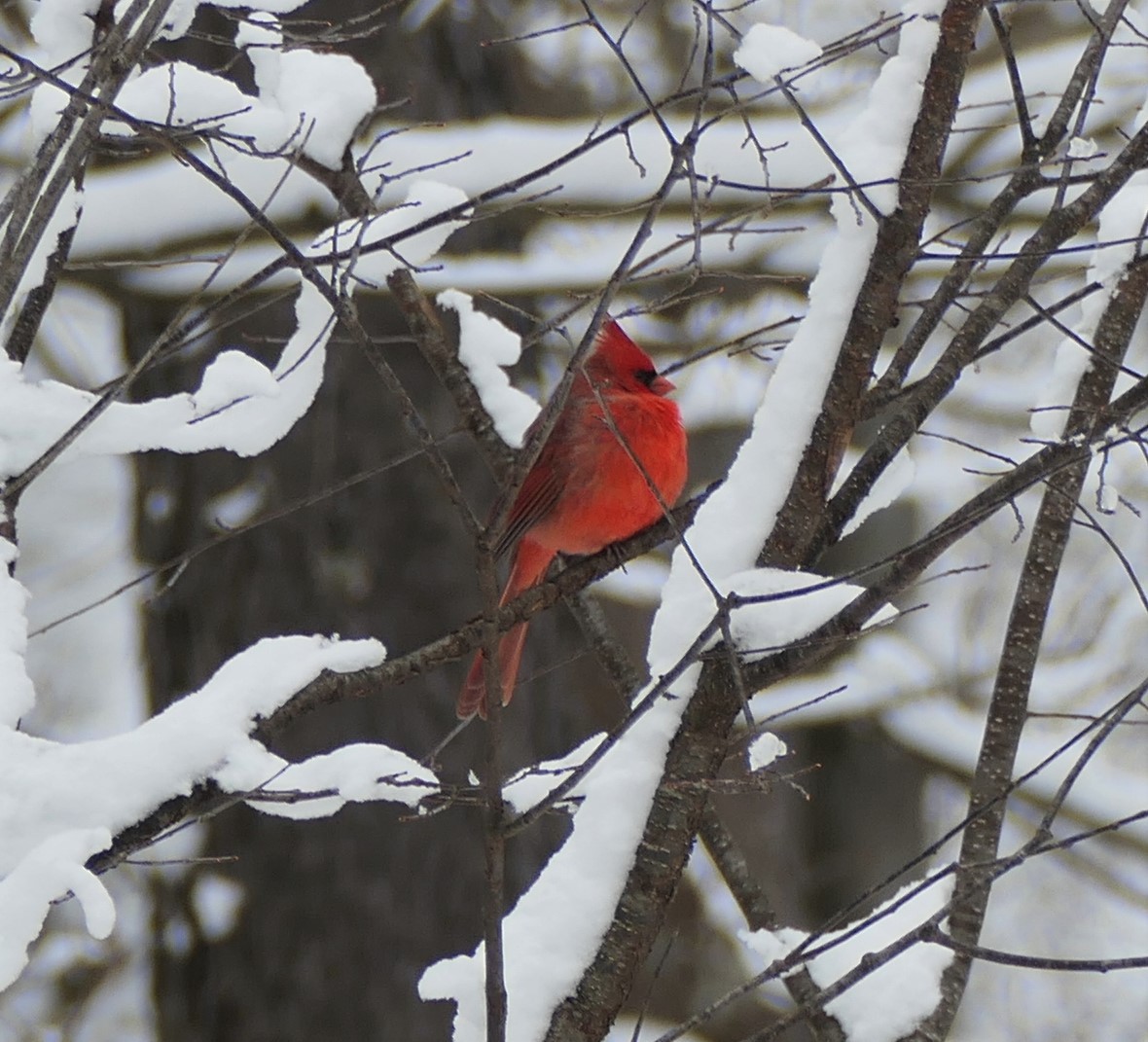 Northern Cardinal - Bill Blauvelt