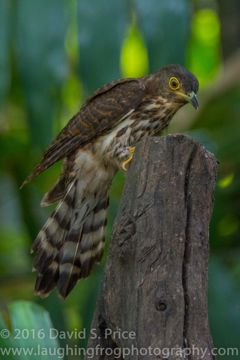 Hodgson's Hawk-Cuckoo - David Price