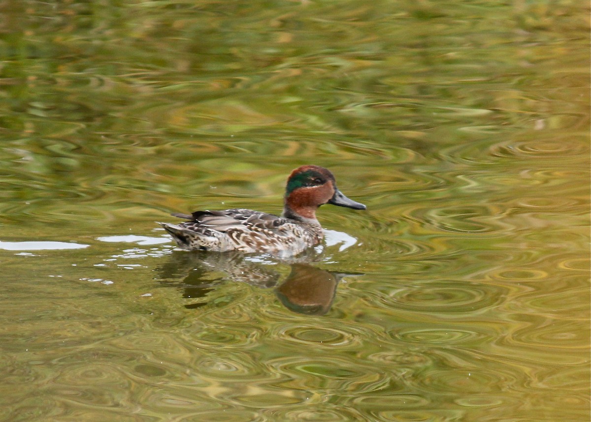 Green-winged Teal - ML289810801