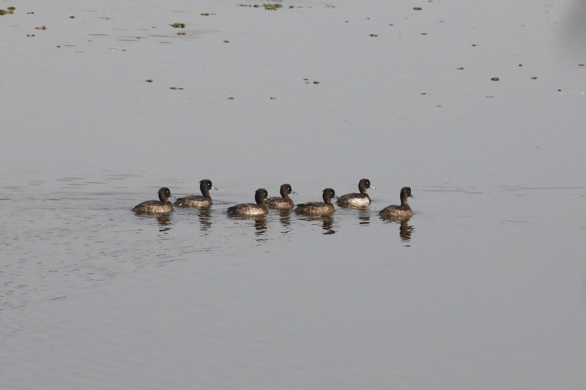 Tufted Duck - ML289811091