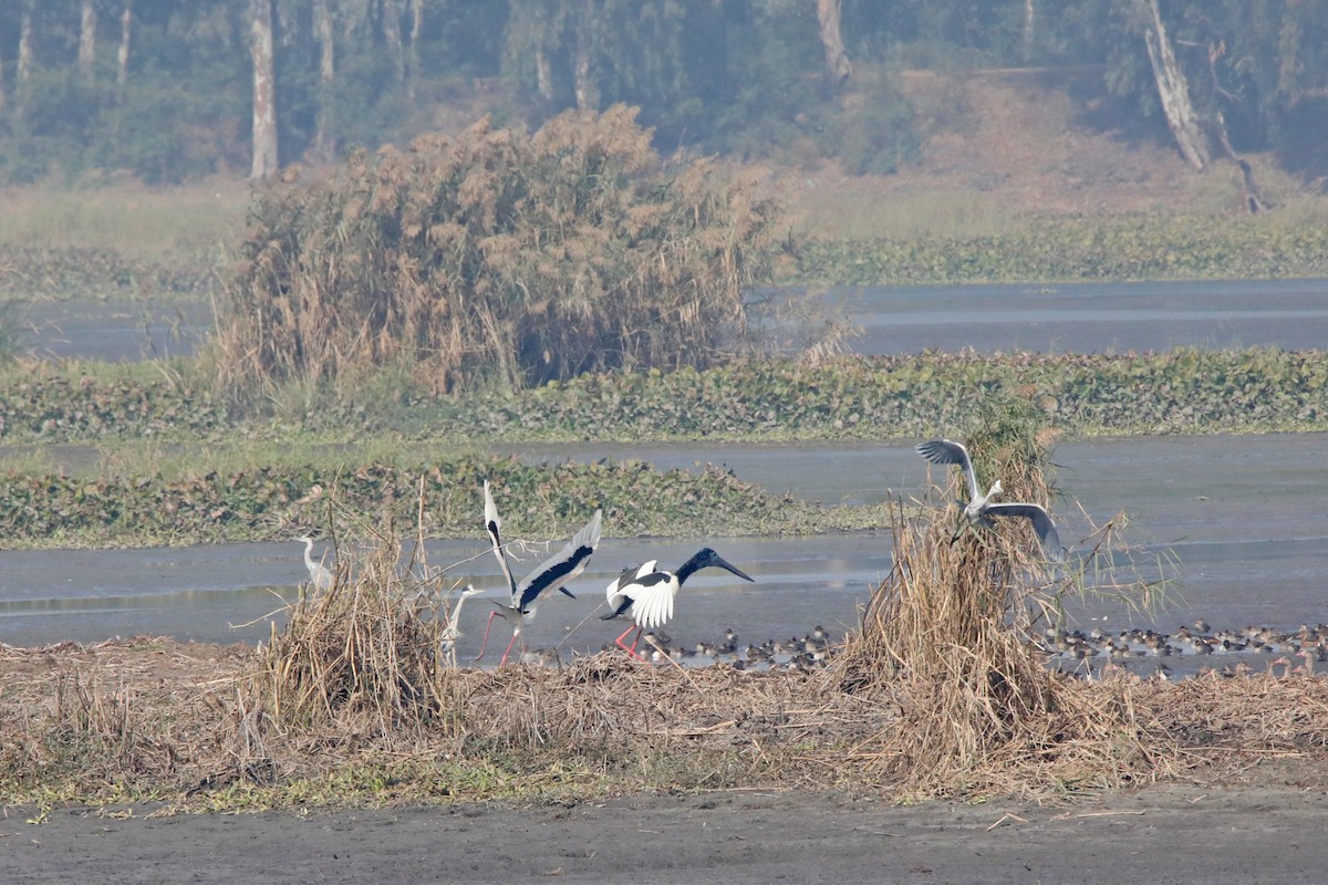 Black-necked Stork - ML289811331