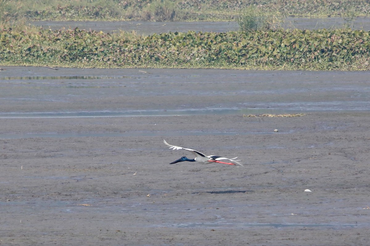 Black-necked Stork - ML289811351
