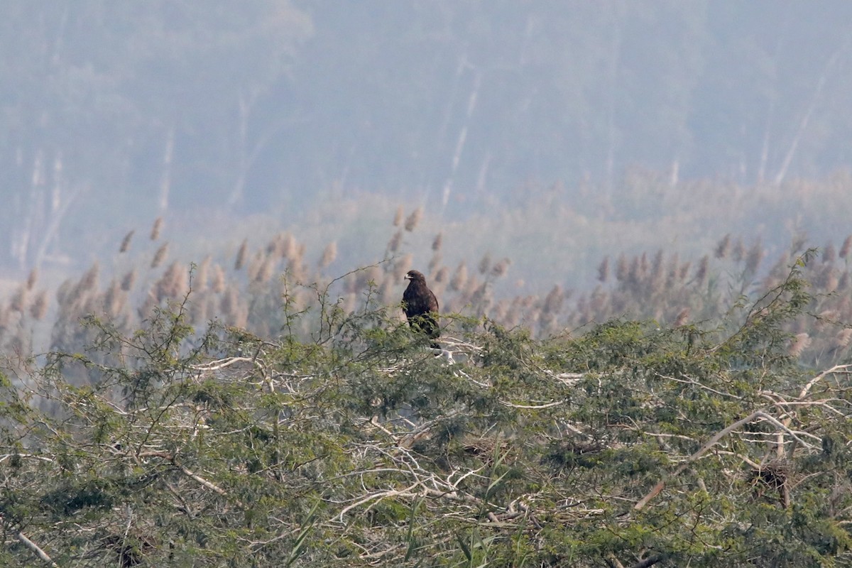 Greater Spotted Eagle - ML289811791