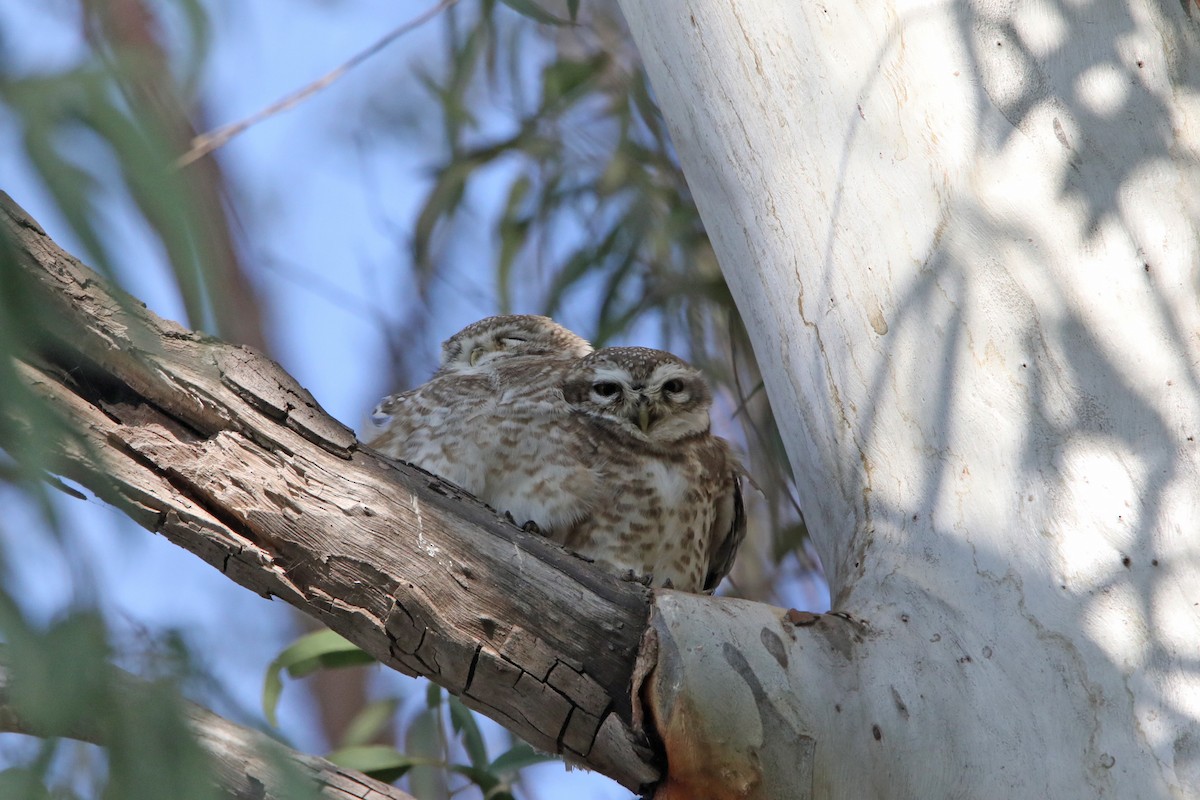 Spotted Owlet - ML289812051