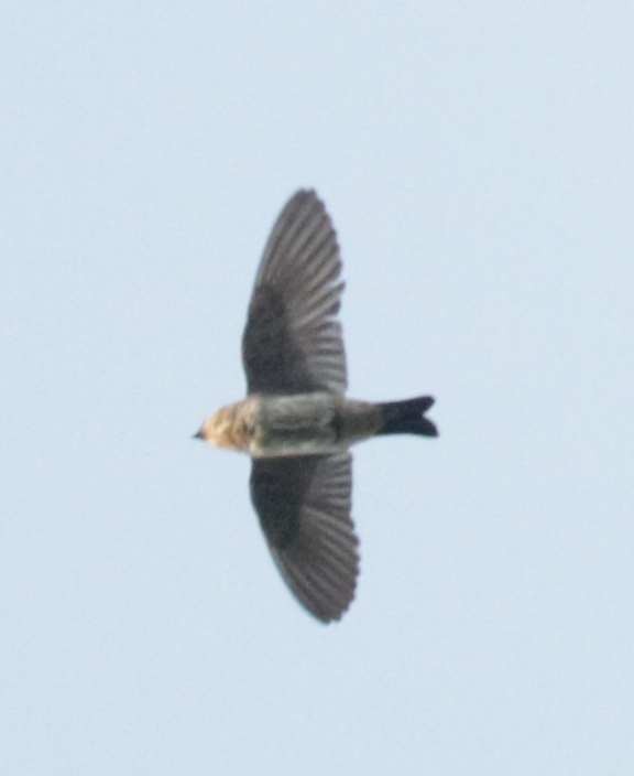 Cave Swallow - ML28981211
