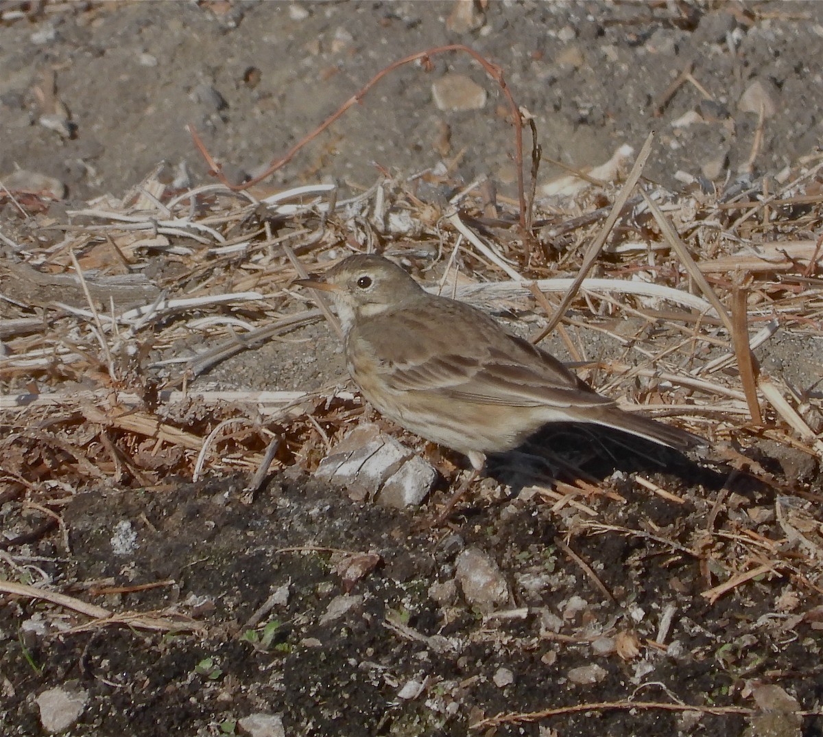 American Pipit - Pair of Wing-Nuts