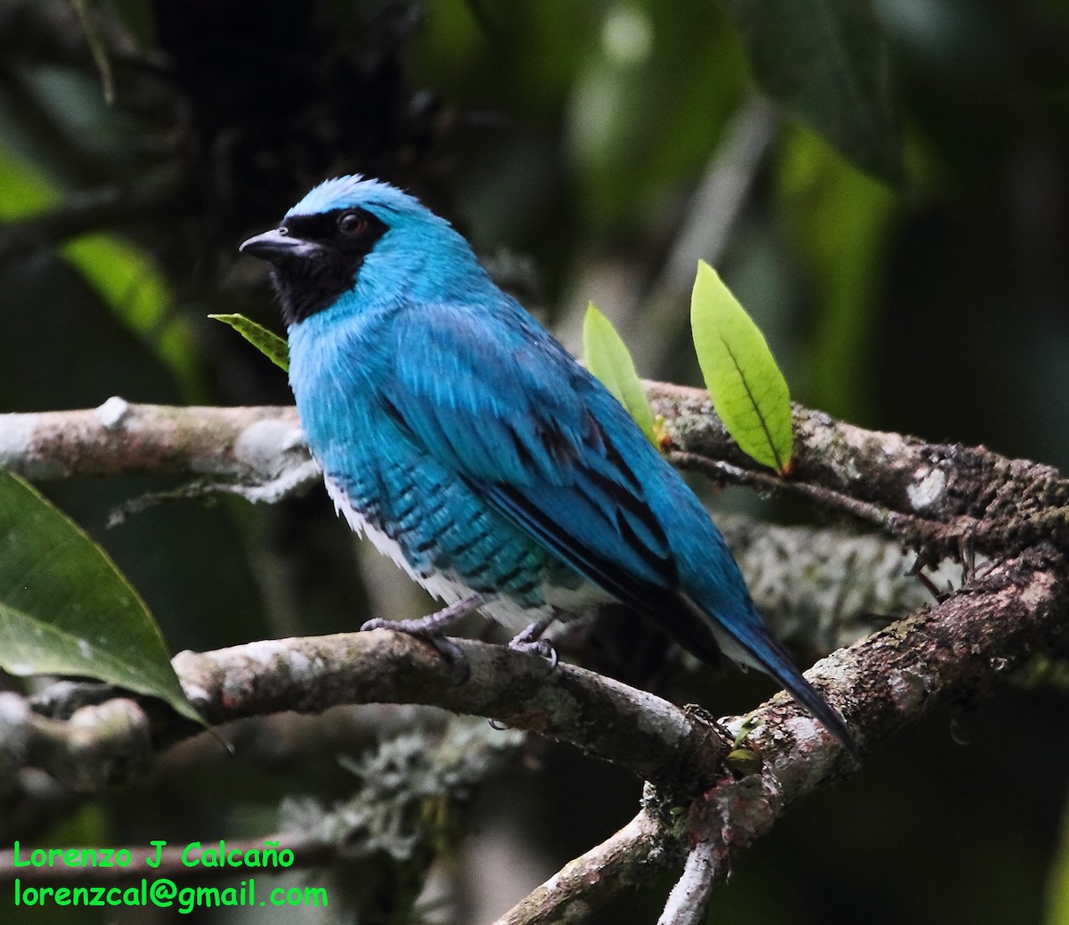 Swallow Tanager - ML289819821